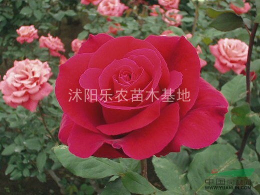 苗圃直銷豐花月季、 薔薇、迎春、連翹、側(cè)柏、 扶芳藤