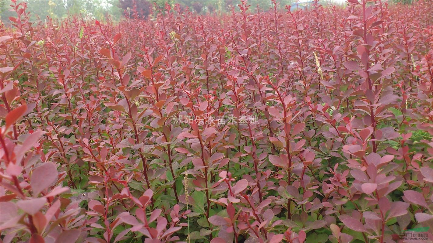 櫻花、楸樹、紫荊、紅葉小波、小葉女貞