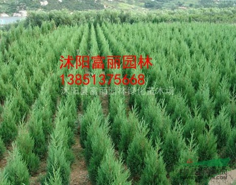 低價(jià)苗木800萬棵-蜀檜、塔柏、北京檜柏，蜀檜報(bào)價(jià)