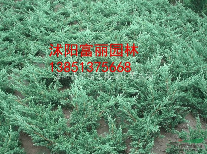 工程苗灑金柏直銷，灑金柏價格，10萬棵灑金柏基地