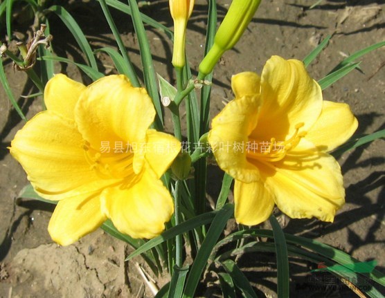 大花萱草|優(yōu)質(zhì)大花萱草|大花萱草價格