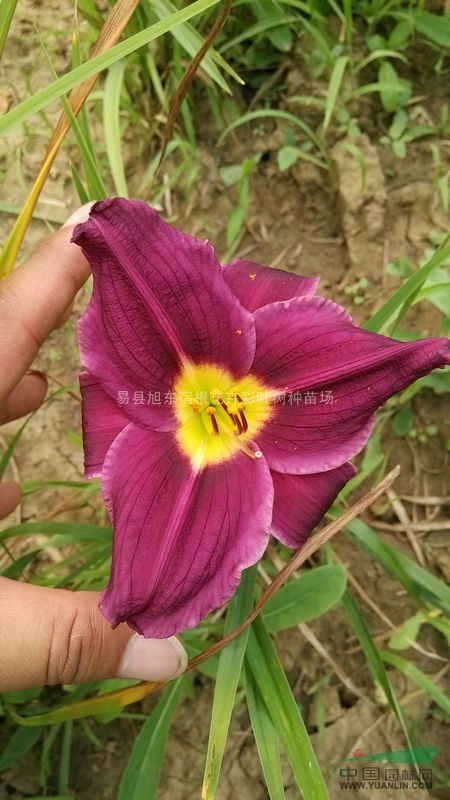大花萱草|優(yōu)質(zhì)大花萱草|大花萱草價格