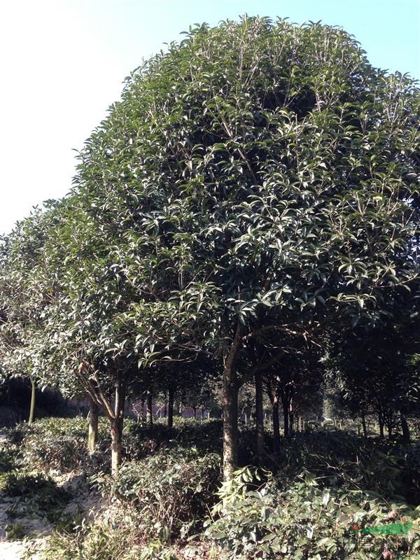 四川雅安名山区大量供应7-15公分桂花树。