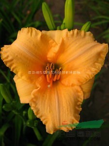 萱草|耐寒萱草|裝盆萱草|營養(yǎng)缽萱草