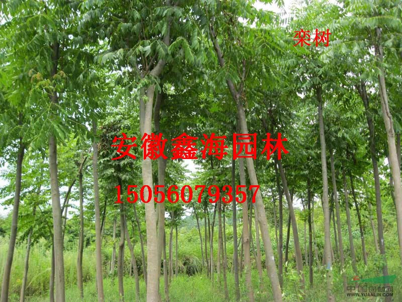 供應(yīng) 欒樹 