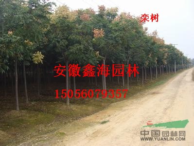 供應(yīng) 欒樹 