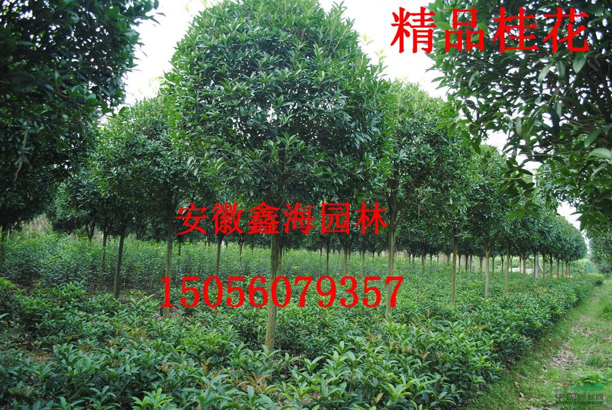 安徽地區(qū)供應(yīng)桂花 桂花大型基地 桂花最好供應(yīng)商