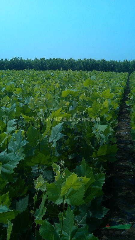 李營苗木種植基地直供速生法桐苗，預定中