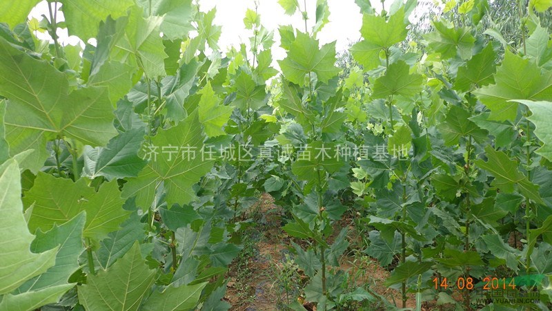 2014法桐小苗價格，盡在真誠苗木，基地直銷量大
