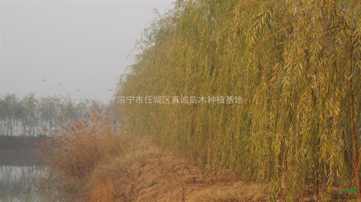 8.9.10公分垂柳，工程用苗，現(xiàn)場挖樹