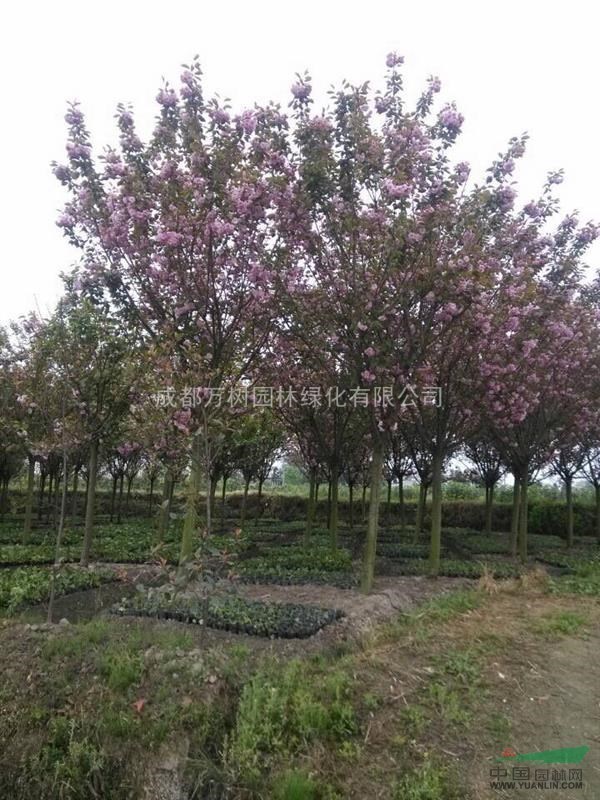 供應(yīng)櫻花 成都櫻花 櫻花價格 櫻花照片 日本櫻花 萬樹園林供