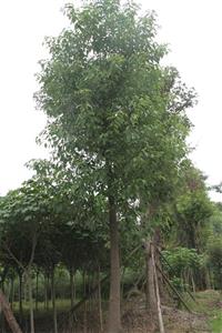 供應(yīng)香樟 成都香樟樹 香樟照片 香樟價格 香樟批發(fā) 