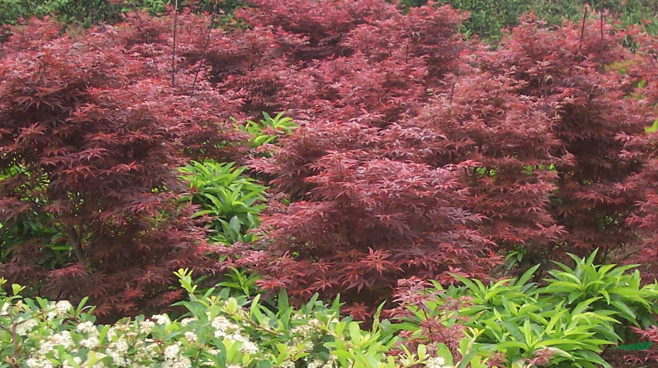 南京紅楓樹價格報價信息