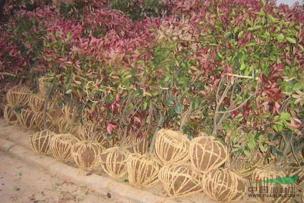 南京紅葉石楠球價格報價信息