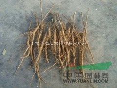 供牡丹種子100噸,芍藥種子30噸,今年新采種子,保發(fā)芽率
