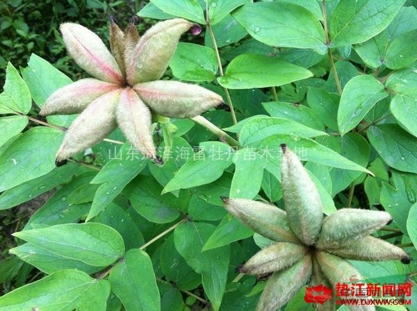 供牡丹種子100噸,芍藥種子30噸,今年新采種子,保發(fā)芽率