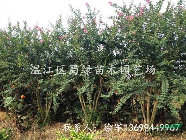四川優(yōu)質(zhì)紫薇—成都精品紫薇—紅花紫薇供應(yīng)專業(yè)合作社