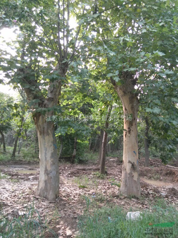 法桐價(jià)格 法國(guó)梧桐圖片 法桐苗 大法桐 規(guī)格齊全