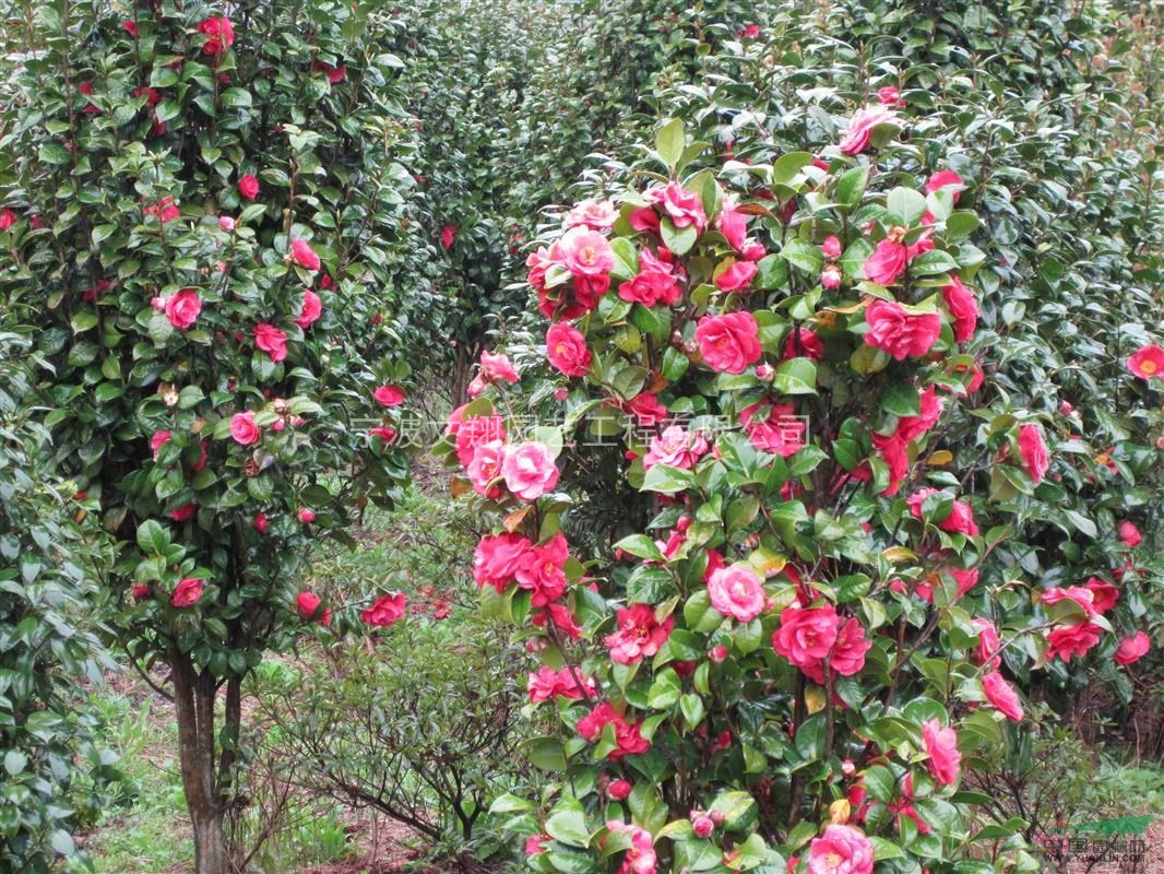 茶花，大規(guī)格茶花，精品茶花，浙江茶花