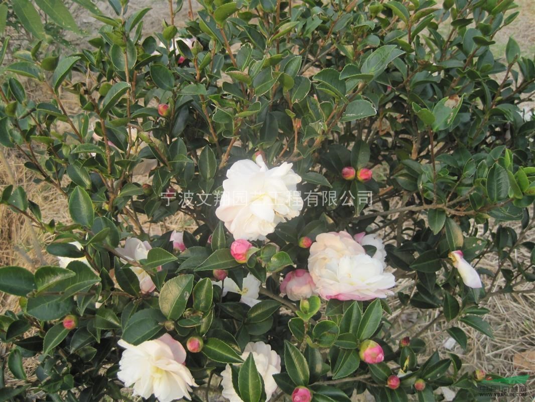 茶花，大規(guī)格茶花，精品茶花，浙江茶花