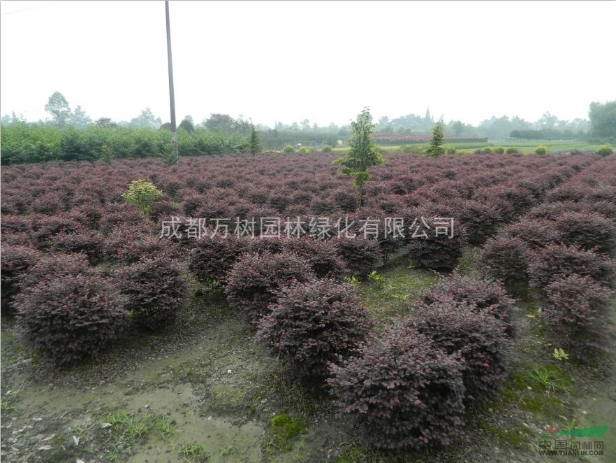 供應(yīng)紅繼木 成都紅繼木 紅繼木批發(fā) 紅繼木小苗 
