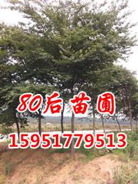 12公分櫸樹(shù)價(jià)格多少錢(qián)