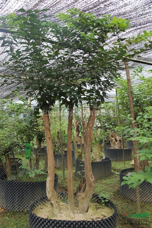 新昌紫薇樁/紫薇樁供應(yīng)