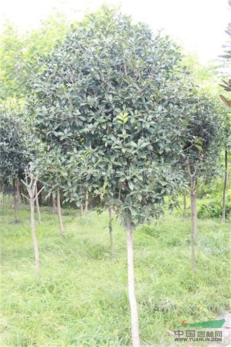 供應(yīng)桂花 成都高桿桂花 桂花景觀苗 桂花價格 萬樹園林供應(yīng)