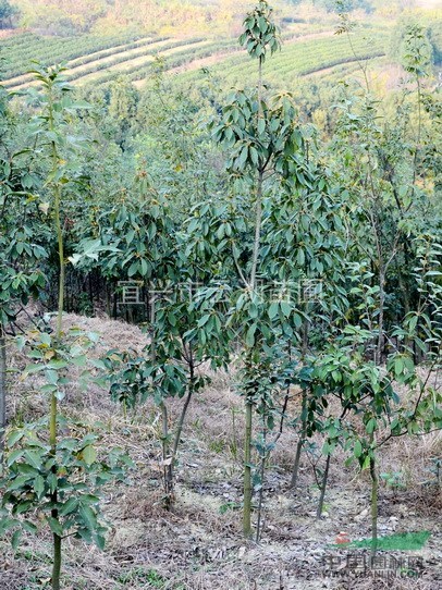 青冈栎4～5厘米