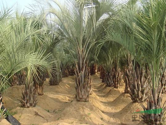 布迪椰子：托杆30-1-3米地苗，袋苗，自产自销