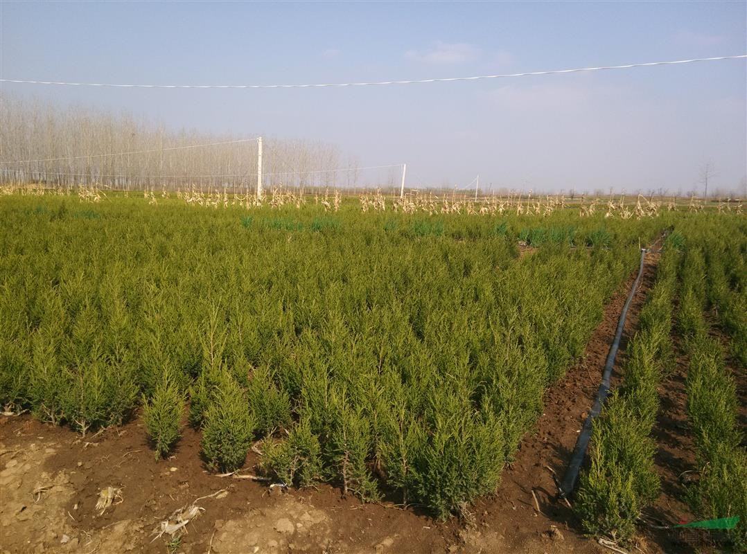 江蘇蜀檜價(jià)格 蜀檜圖片 蜀檜規(guī)格齊全 蜀檜球 