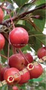 北美海棠紅色麗人/紅色麗人海棠價格