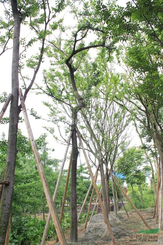 供應(yīng)樸樹  成都樸樹 樸樹價(jià)格 樸樹工程苗 萬樹園林供應(yīng)