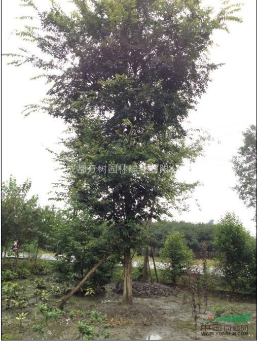 供應(yīng)樸樹  成都樸樹 樸樹價(jià)格 樸樹工程苗 萬樹園林供應(yīng)