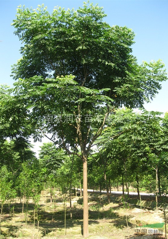 溧水基地直销大量各种规格黄山栾树，欢迎来电咨询。