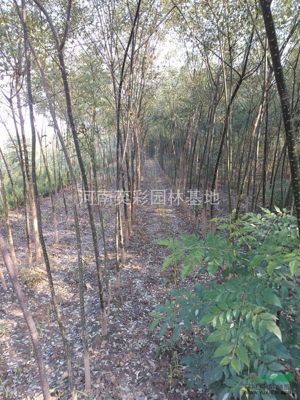 國(guó)槐,河南國(guó)槐種苗基地,國(guó)槐價(jià)格優(yōu)惠