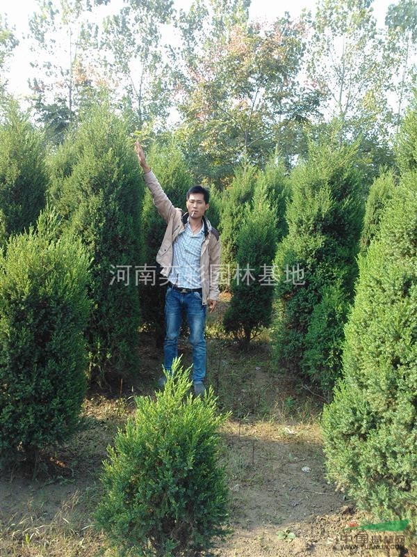 檜柏價格優(yōu)惠,檜柏種苗基地,河南檜柏自產(chǎn)自銷