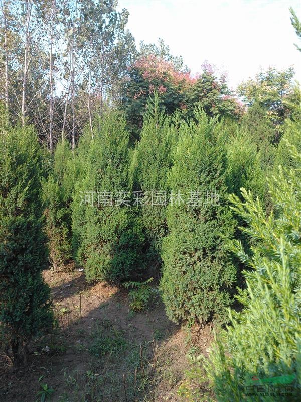 檜柏價格優(yōu)惠,檜柏種苗基地,河南檜柏自產(chǎn)自銷