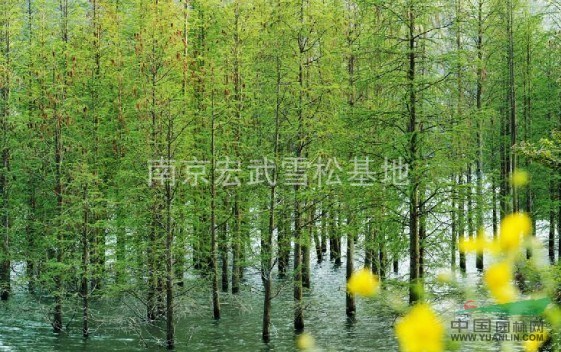南京水杉價(jià)格詳細(xì)介紹