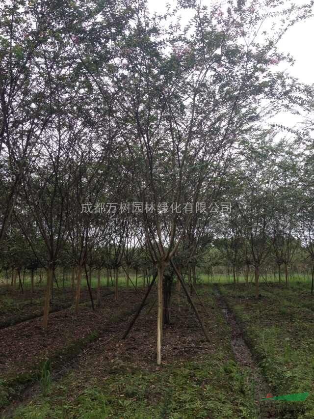 供應(yīng)紫薇 紫薇行道樹 紅花紫薇 紫薇價(jià)格 萬樹園林供應(yīng)