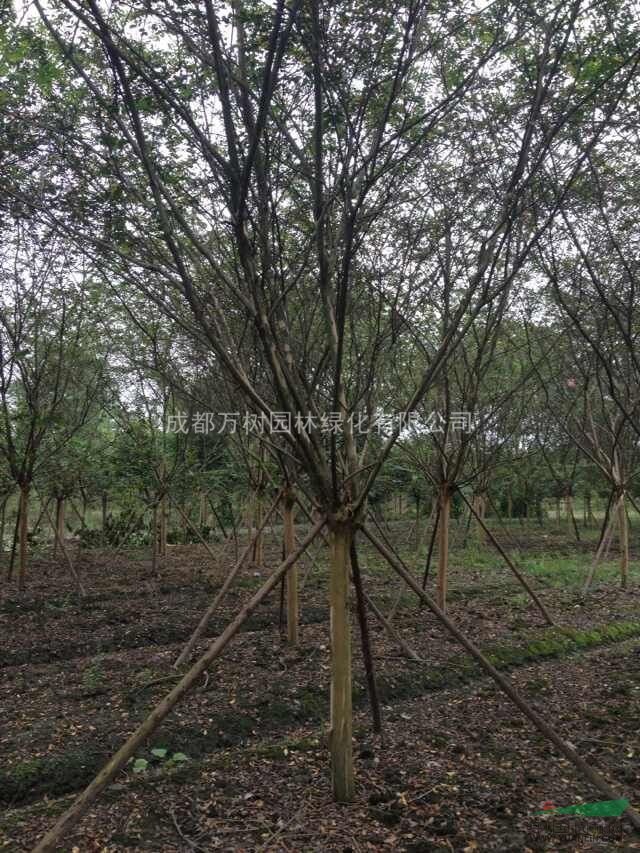 供應(yīng)紫薇 紫薇行道樹 紅花紫薇 紫薇價(jià)格 萬樹園林供應(yīng)