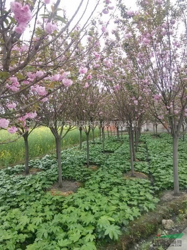 供應(yīng)櫻花 成都櫻花 櫻花行道樹 櫻花照片 萬樹園林供應(yīng)