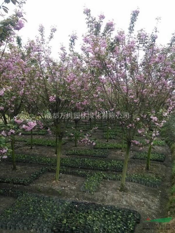 供應(yīng)櫻花 成都櫻花 櫻花好樹形 櫻花行道樹 萬樹園林供應(yīng)