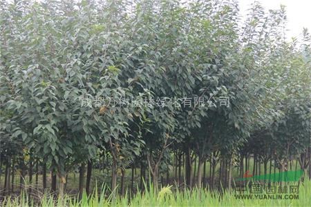 供應(yīng)櫻花 成都櫻花 櫻花好樹形 櫻花行道樹 萬樹園林供應(yīng)