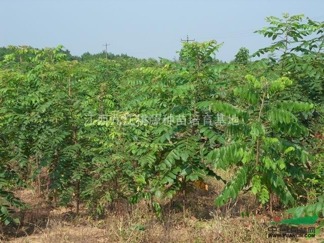 盐肤木,江西盐肤木种植基地,盐肤木价格优惠