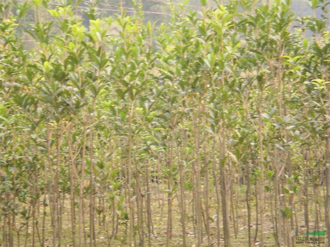 供應(yīng)各種規(guī)格八月桂丹桂 桂花樹(shù)桂花小苗