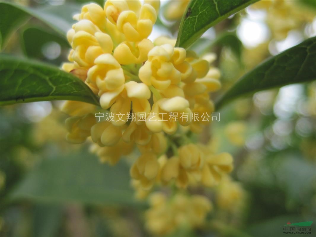 供應(yīng)D6，D16，金桂，浙江金桂