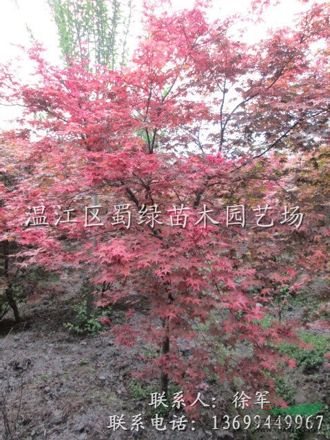 四川紅楓樹哪里找，2-8公分成都紅楓，精品紅楓批發(fā)