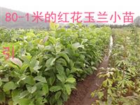 七葉樹小苗..紅玉蘭苗2米以上3公分粗