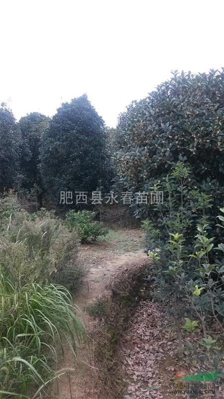 【自产自销】5-6公分广玉兰600棵，各种规格广玉兰销售